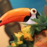 le beau toucan